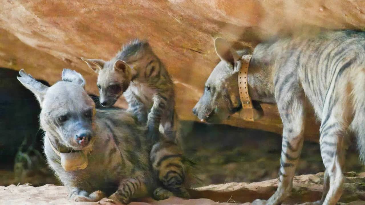 إنجاز بيئي لافت.. تسجيل أولى ولادات الضبع المخطّط في محمية نيوم بالسعودية
