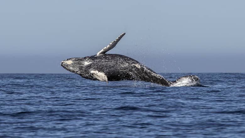حل لغز قد يفسر كيفية انتقال عيش الحيتان من اليابسة إلى البحر