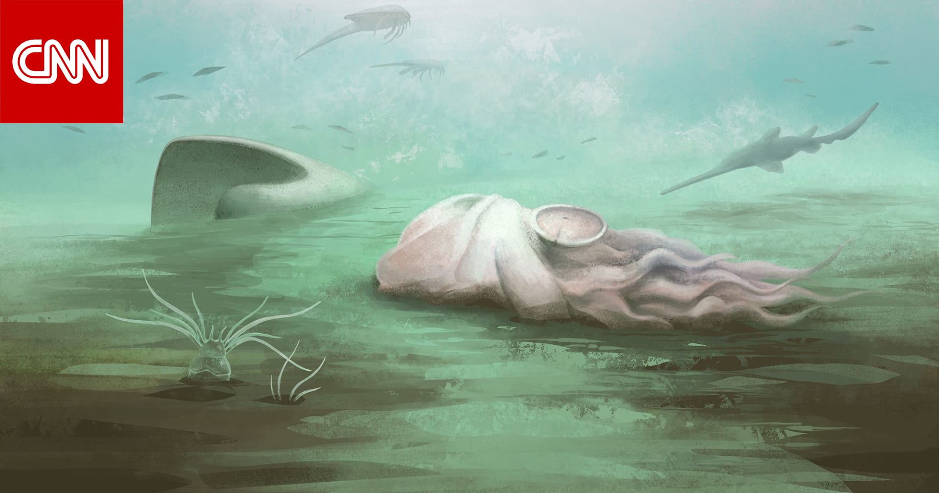 "أقدم أخطبوط في العالم" ليس أخطبوطًا.. دراسة تكشف حقيقنه 