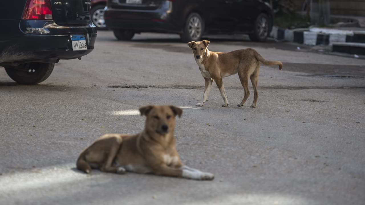 مصر.. فيديو لشخص يضع طعاما "مسمما" للكلاب الضالة والداخلية تعلق