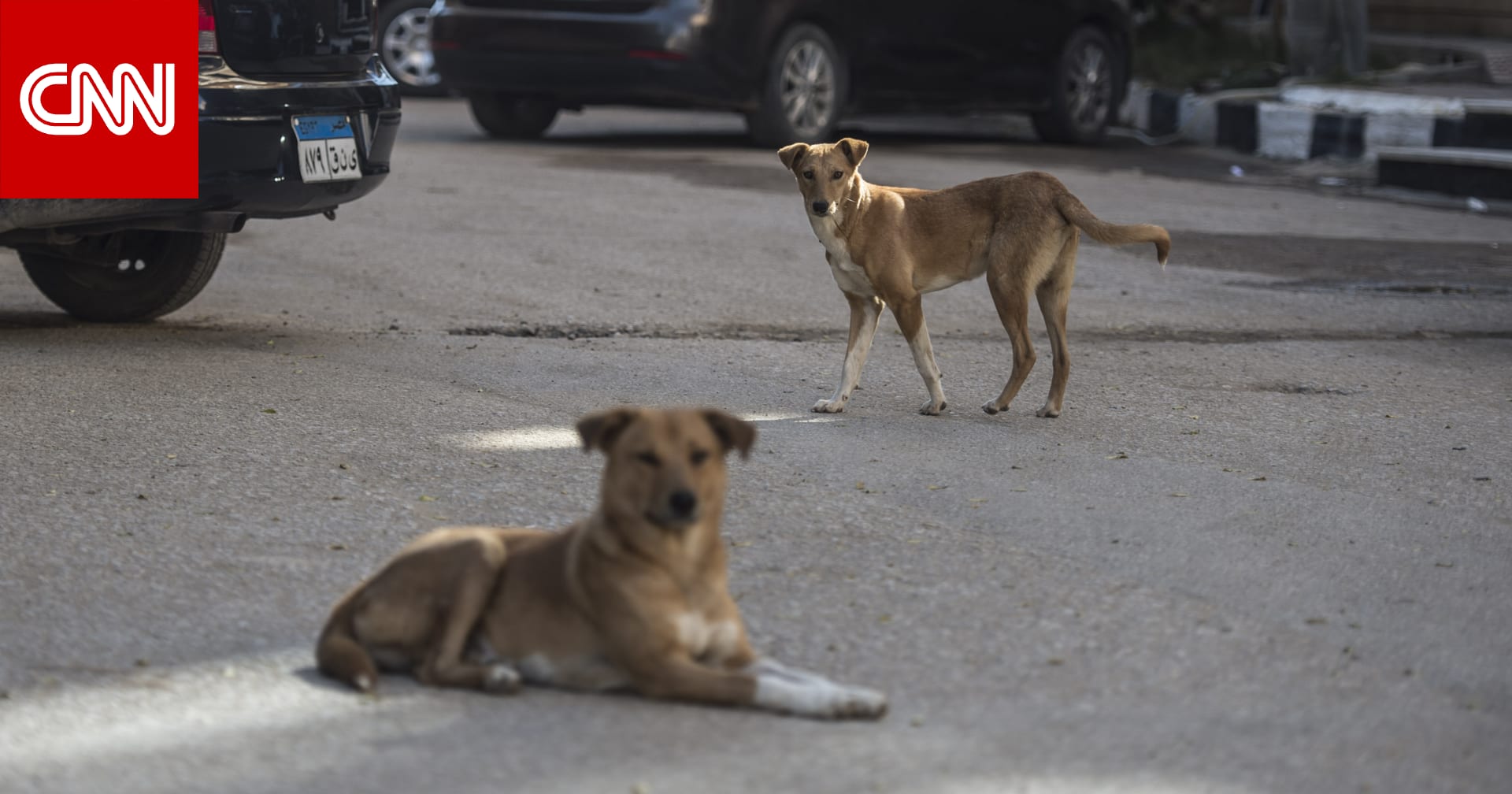 مصر تطلق المرحلة الأولى لحملة تحصين وتعقيم الكلاب الضالة للحد من السعار 