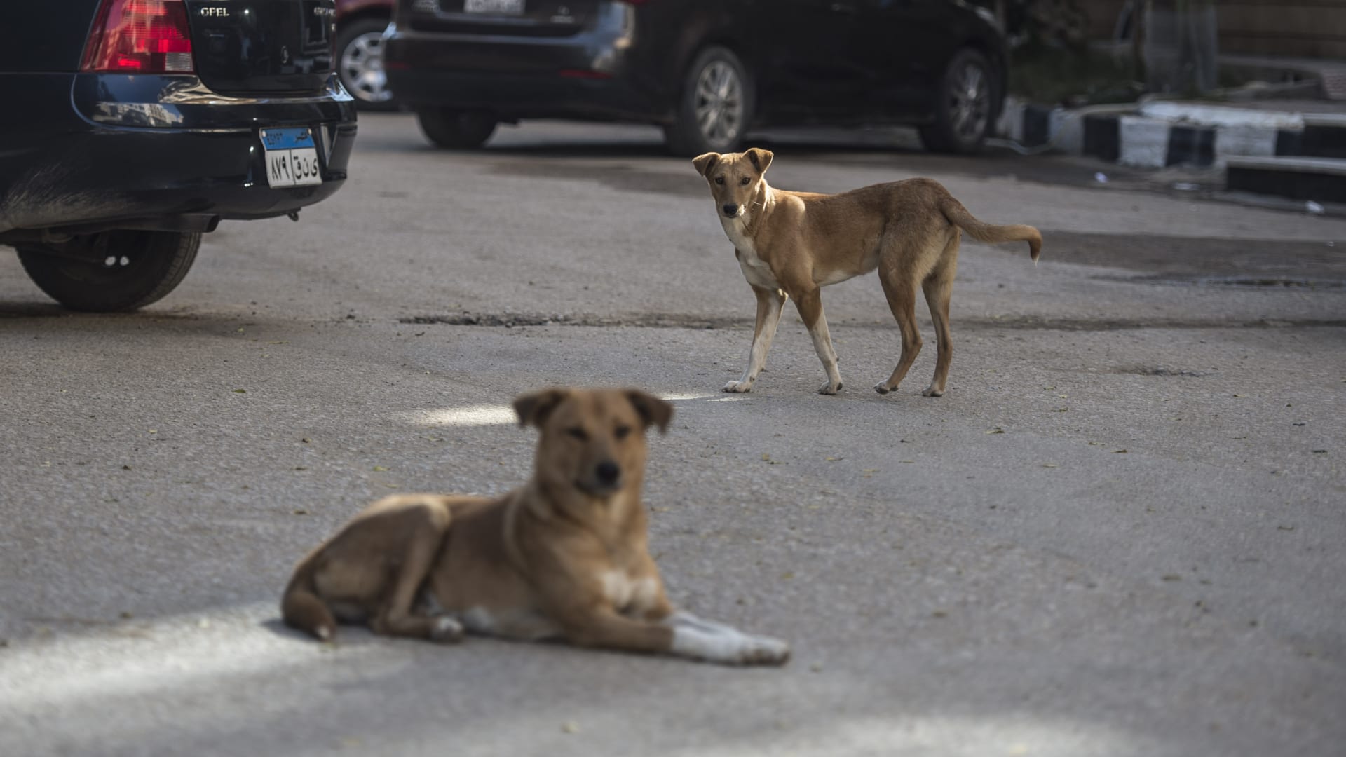 مصر: خطة حكومية لمعالجة ظاهرة "الكلاب الضالة" التي يُقدر عددها بالملايين.. ما التفاصيل؟