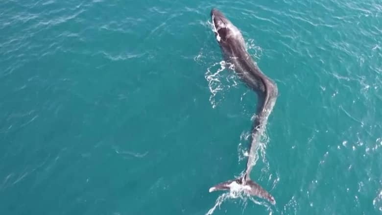 طائرة بدون طيار ترصد حالة نادرة لحوت ضخم قبالة سواحل إسبانيا
