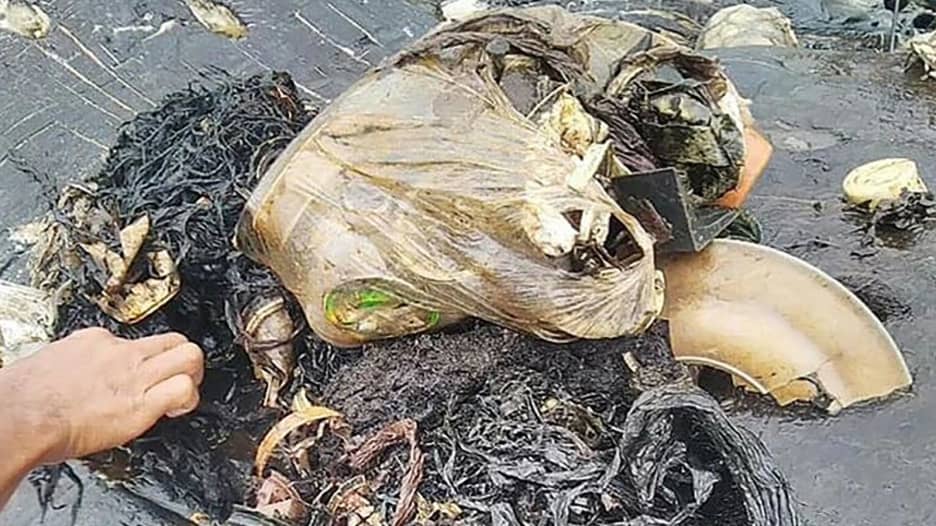 حوت نافق في إندونيسيا ابتلع 1000 قطعة من البلاستيك