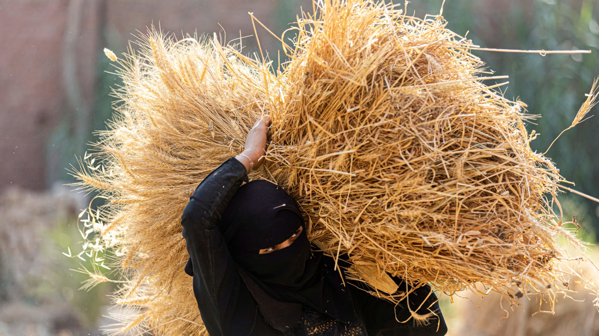 مصر.. الحكومة ترفع أسعار شراء القمح من المزارعين لتخفيف الضغط على الدولار