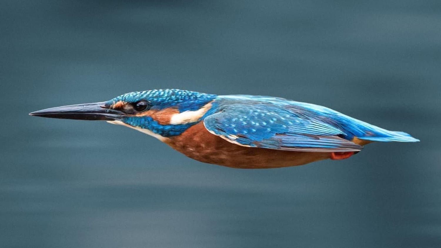 كرصاصة زرقاء تخترق الهواء..مصور يرصد لحظة خاطفة لطائر الرفراف بالتشيك