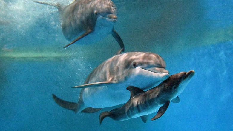 حدث استثنائي وثقته الكاميرا.. شاهد لحظة ولادة دلفين صغير