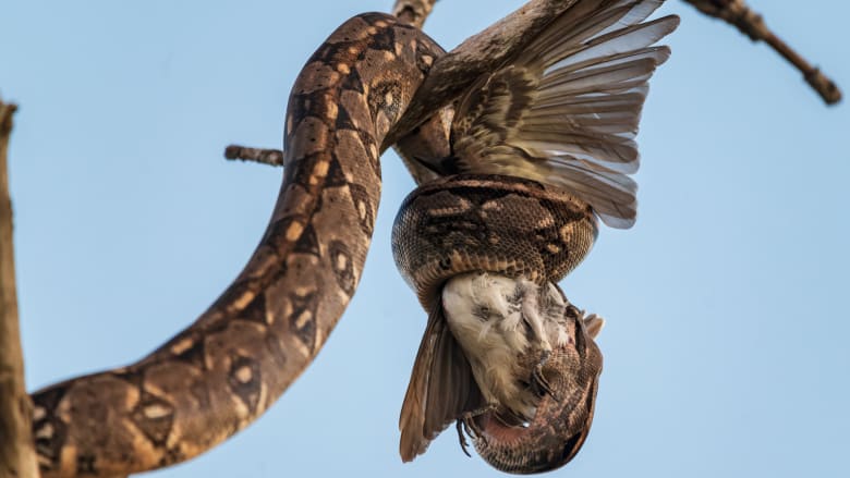 "عناق الموت"..مصور يرصد لحظة افتراس أفعى لطائر مهاجر بشبه جزيرة يوكاتان