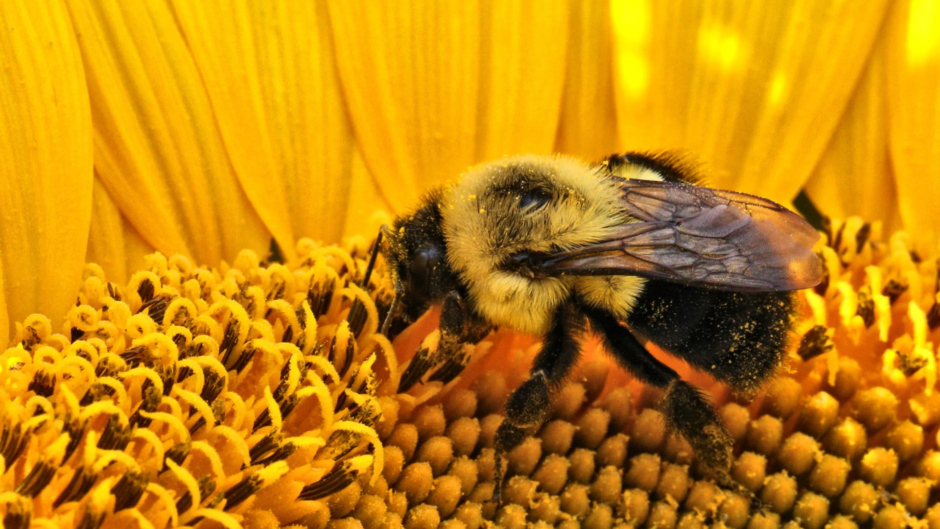 ماذا ترى الحيوانات؟ كاميرا جديدة تكشف العالم بعيون الحشرات 1 ماذا ترى الحيوانات؟ كاميرا جديدة تكشف العالم بعيون الحشرات