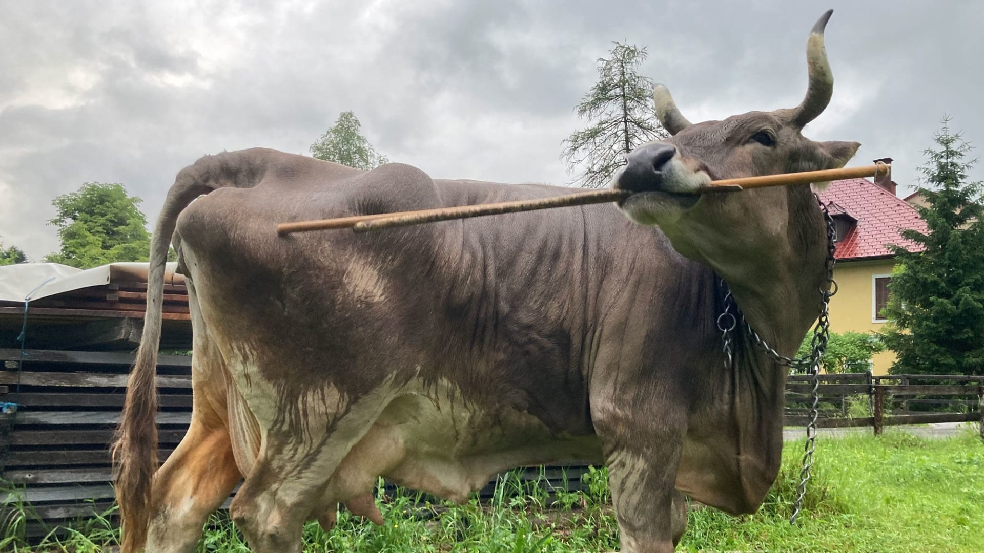 أول حالة موثّقة لاستخدام الأبقار للأدوات.. فيديو يظهر بقرة تحكّ ظهرها بعصا مكنسة