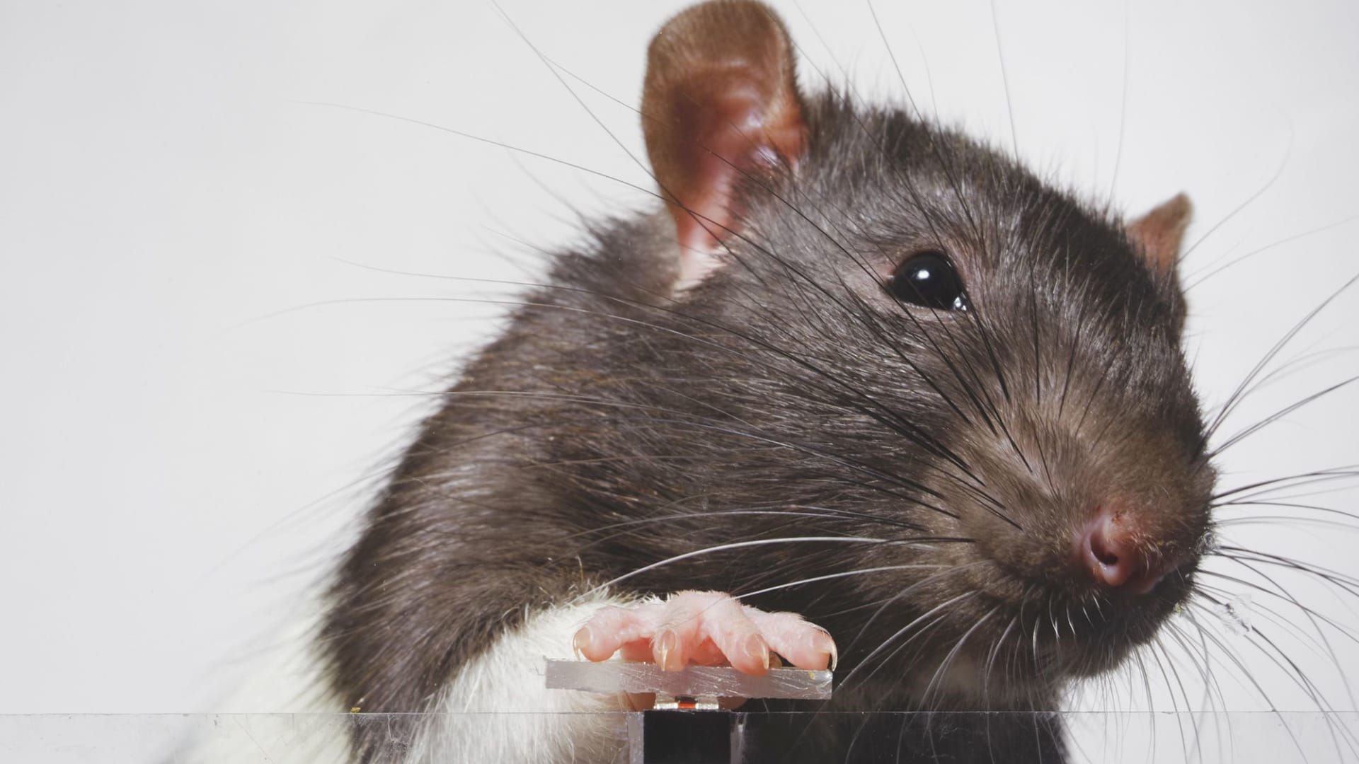 من أجل قطعة من السكر..فأران يلتقطان صور "سيلفي" داخل قفصهما