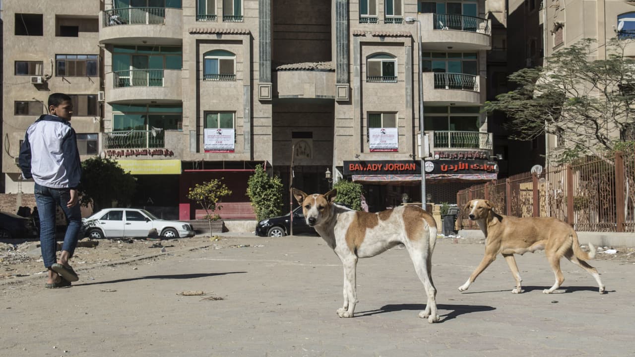 "عدوان على سيادة القانون".. النيابة المصرية تصدر بيانا يجرم إيذاء الحيوانات 