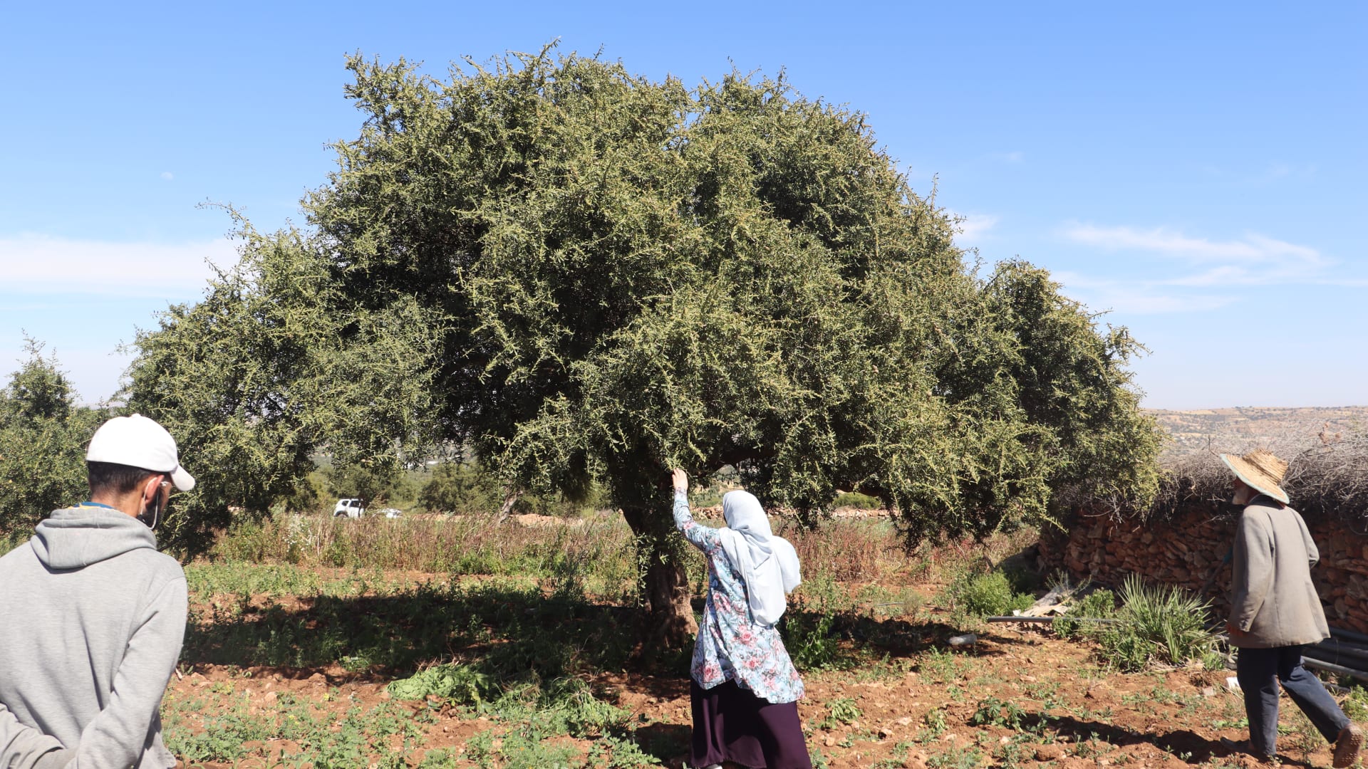 "شجرة الحياة" في المغرب.. هذا ما يفعله السكان لحماية أشجار الأركان الشهيرة - CNN Arabic