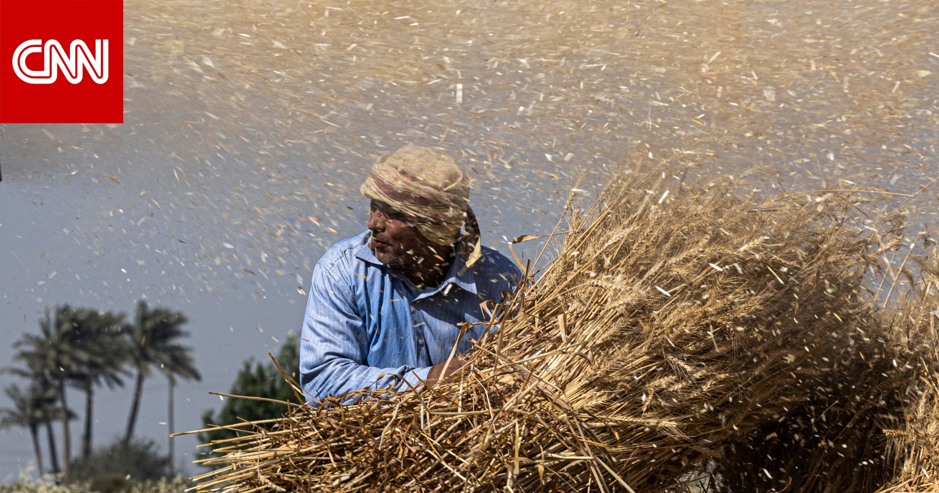البنك الدولي يقرض مصر وتونس 630 مليون دولار لتمويل مشتريات القمح