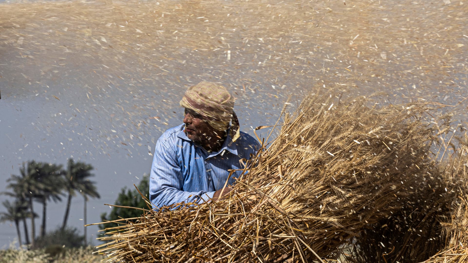 البنك الدولي يقرض مصر وتونس 630 مليون دولار لتمويل مشترياتهما من القمح