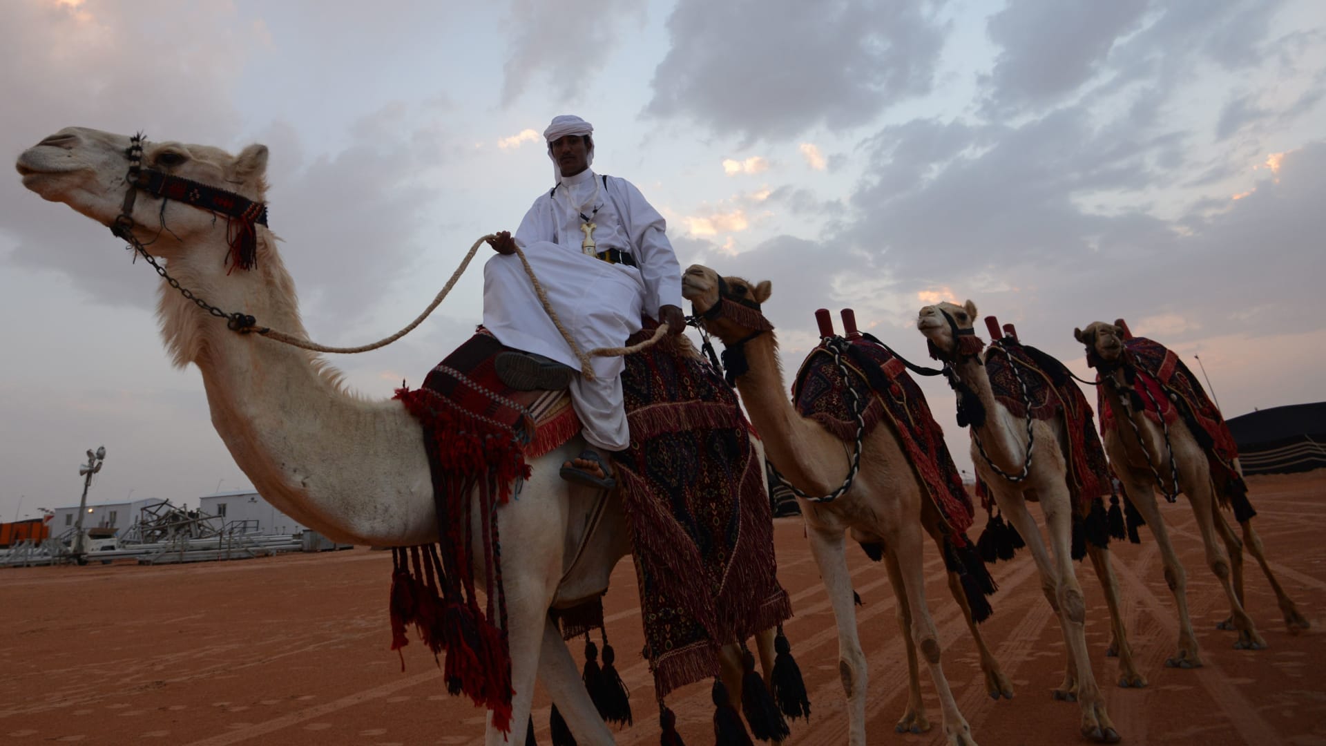 مجموعة من الإبل في مهرجان ولي العهد للهجن