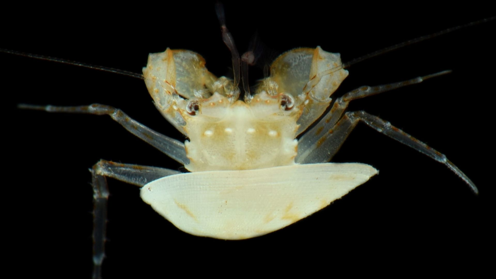 كائنات بحرية غريبة.. هذا ما وجده باحثون في "منطقة الشفق" بأعماق المحيط