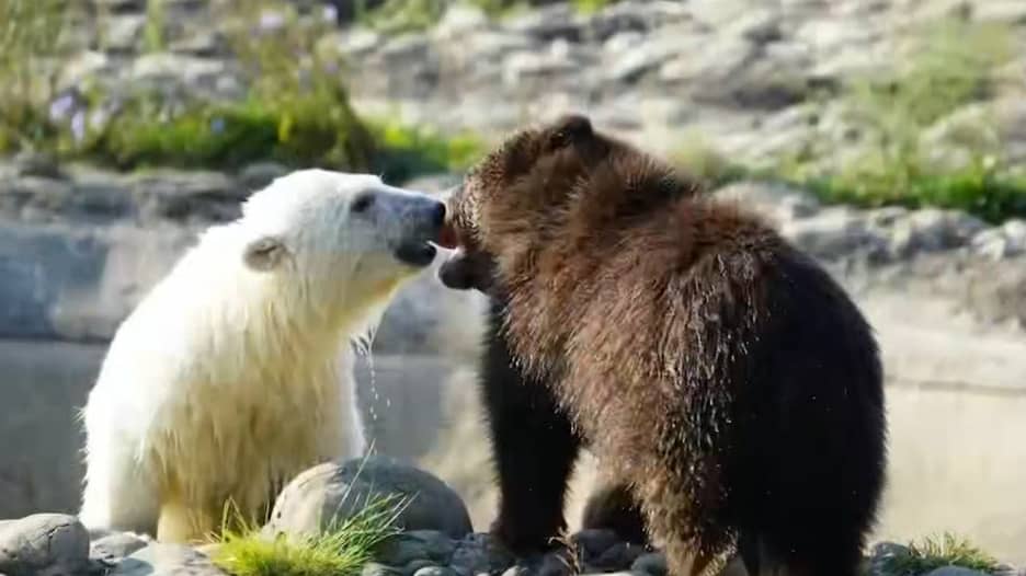 شاهد.. "ألطف" صداقة بين صغيرين يتيمين من الدببة في حديقة حيوانات أمريكية