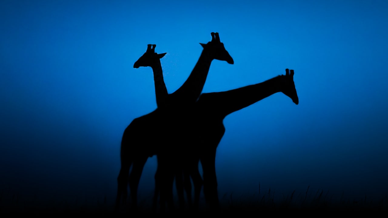 زرافة بثلاث رؤوس! لقطات عجيبة للحياة البرية من قلب السافانا الأفريقية
