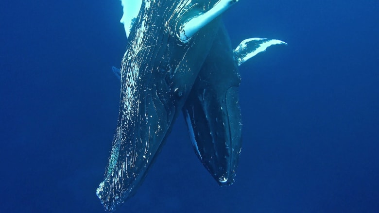 فيديو يثير الإعجاب لحيتان تتودد إلى بعضها قبل التزاوج