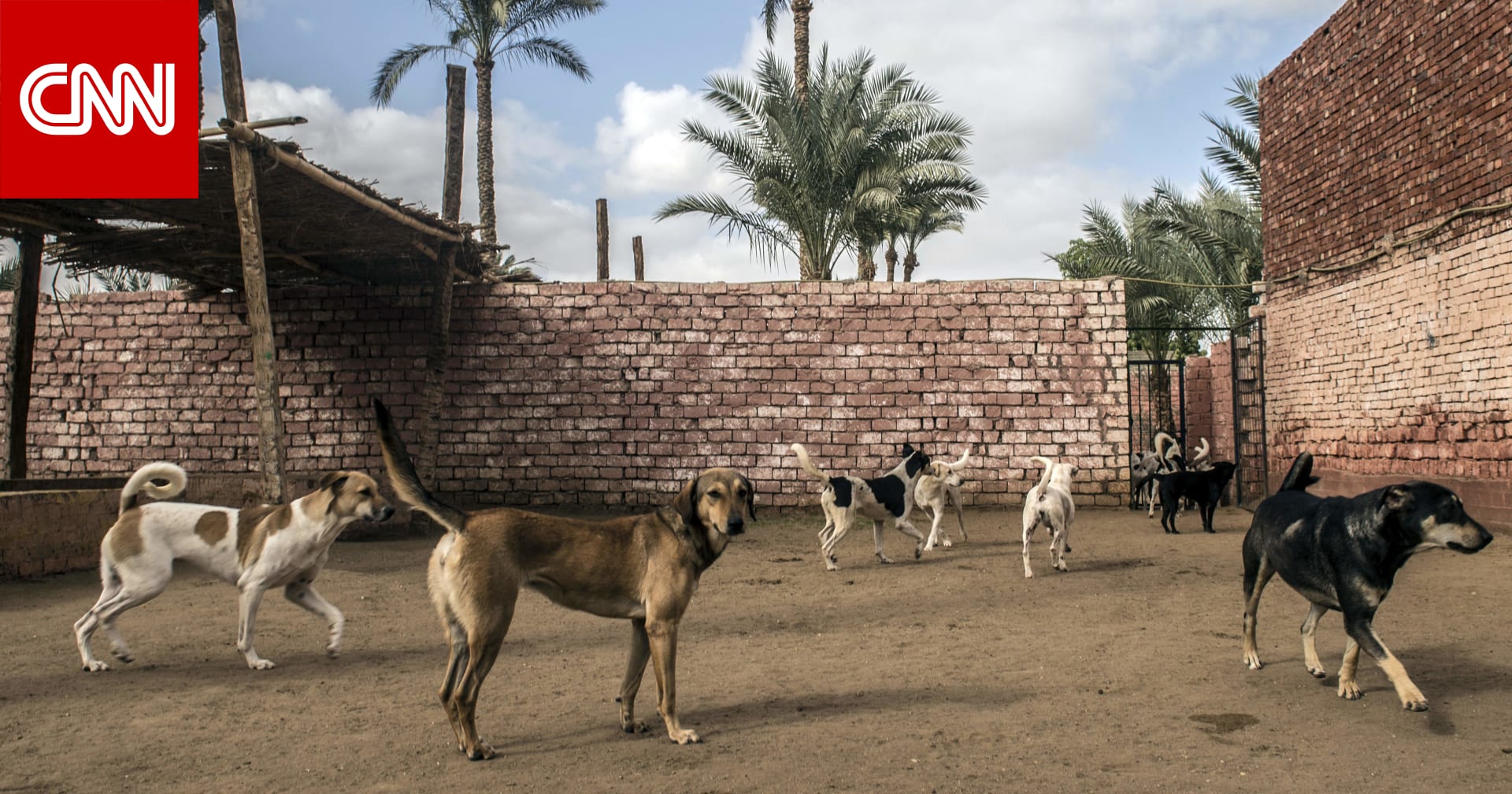 سكس كلاب عربي