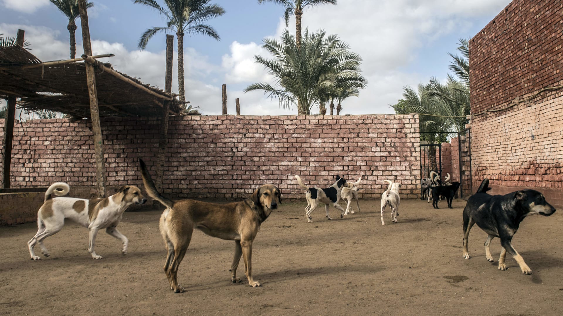 كيف ستتصدى مصر بالقانون لظاهرة حيازة الحيوانات الخطرة؟.. خبراء يجيبون