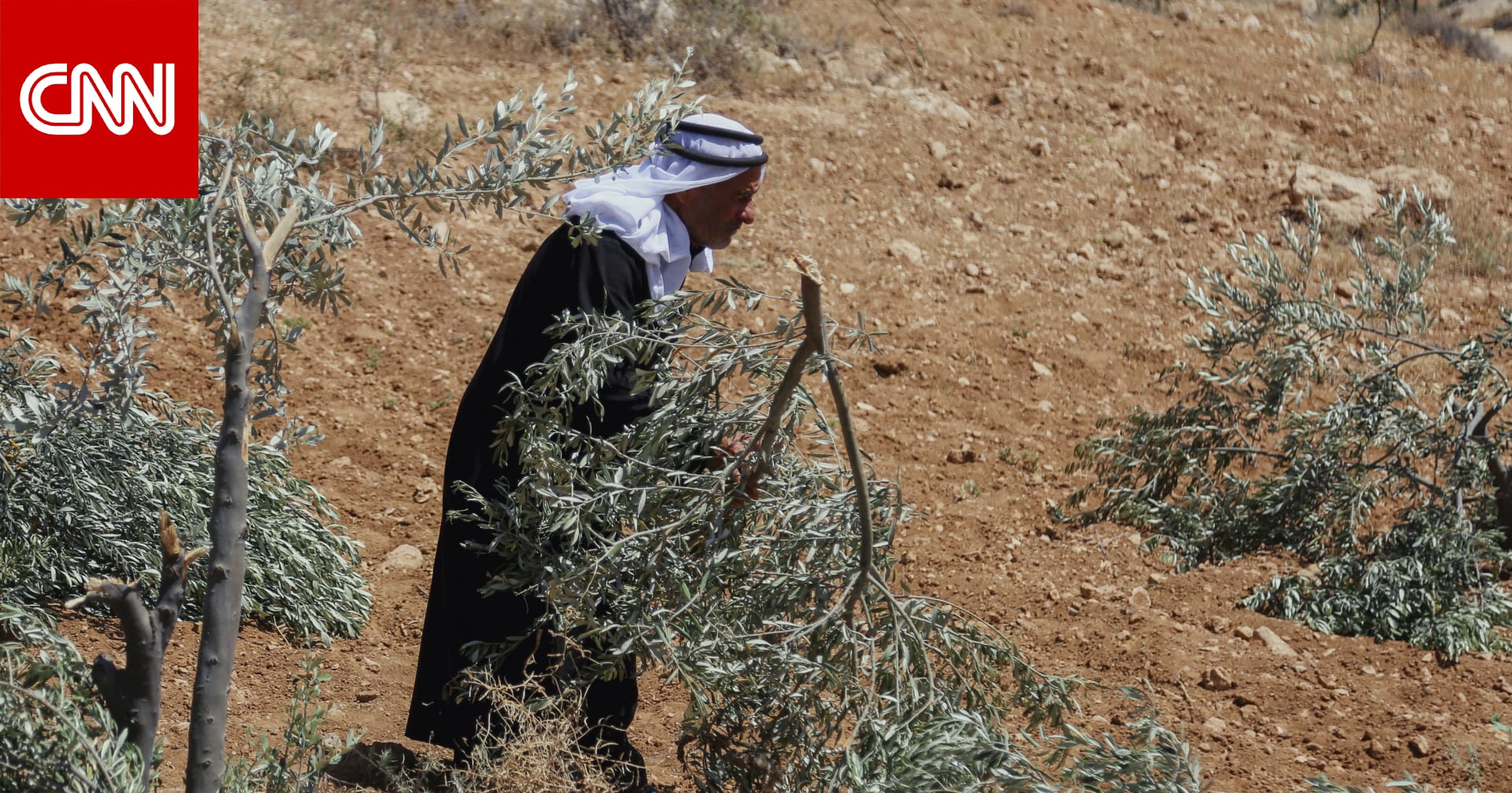 تصاعد هجمات المستوطنين يُهدد موسم قطف الزيتون في الضفة الغربية