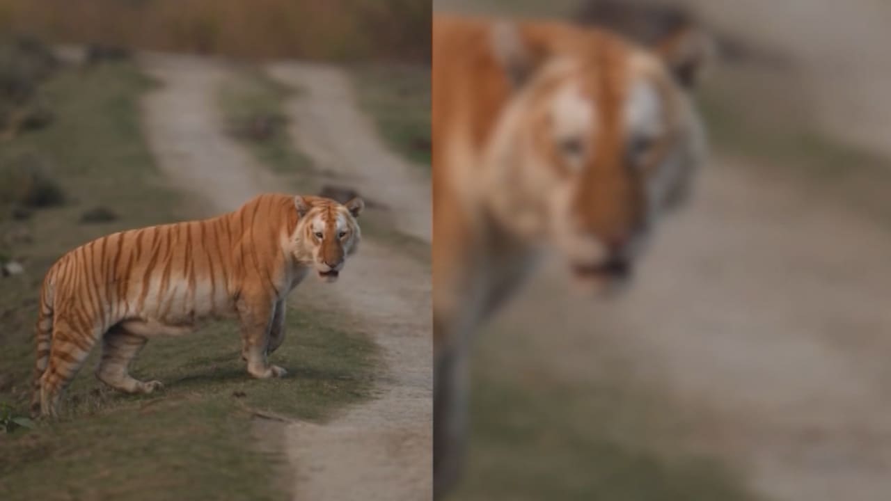 كاميرا ترصد النمر الذهبي في البريّة.. حيوان مهيب ونادر