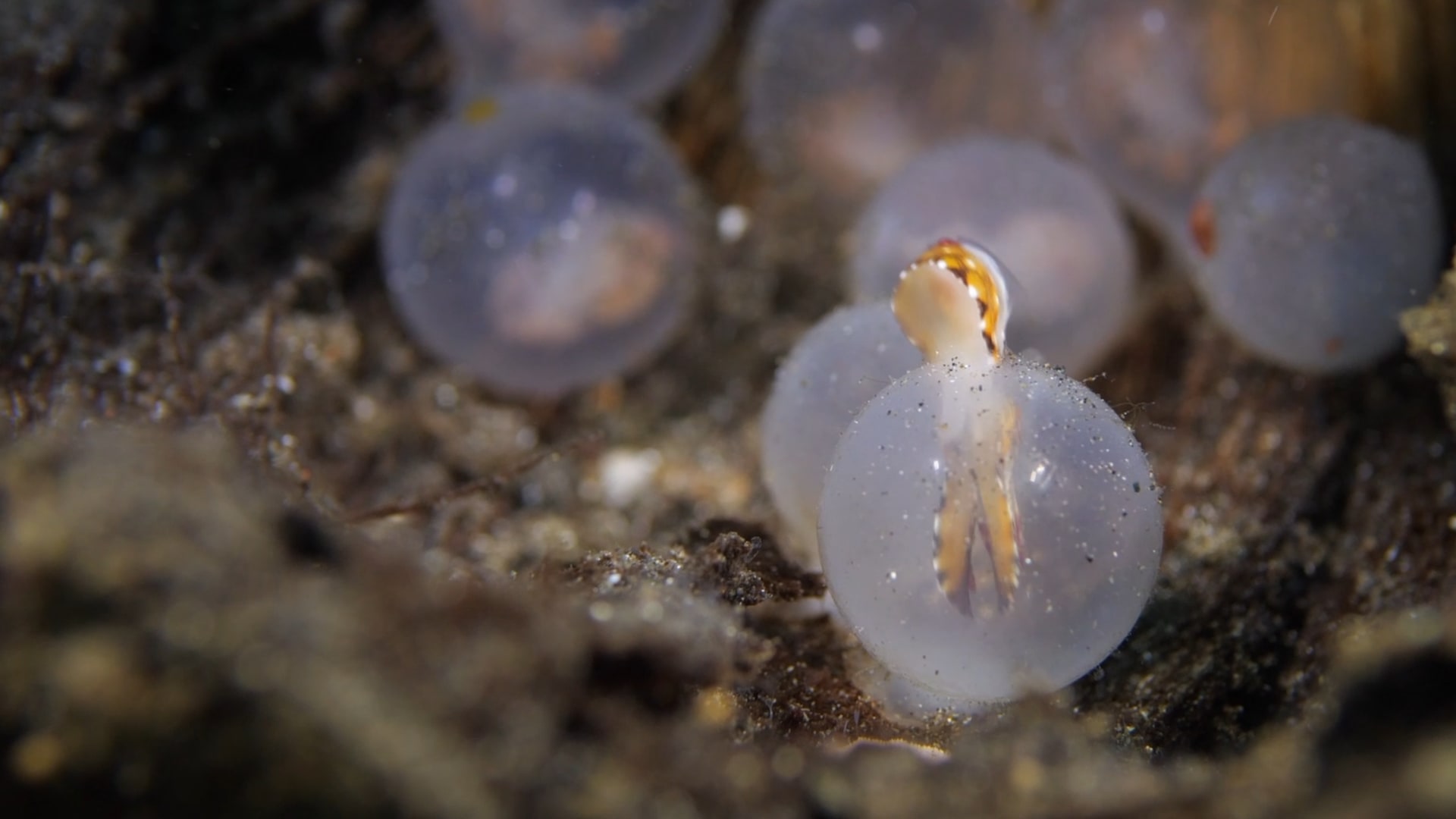 مصور يُوثق لحظة مدهشة تحت الماء لتفقيس بيض صغار الحبار في إندونيسيا - CNN Arabic
