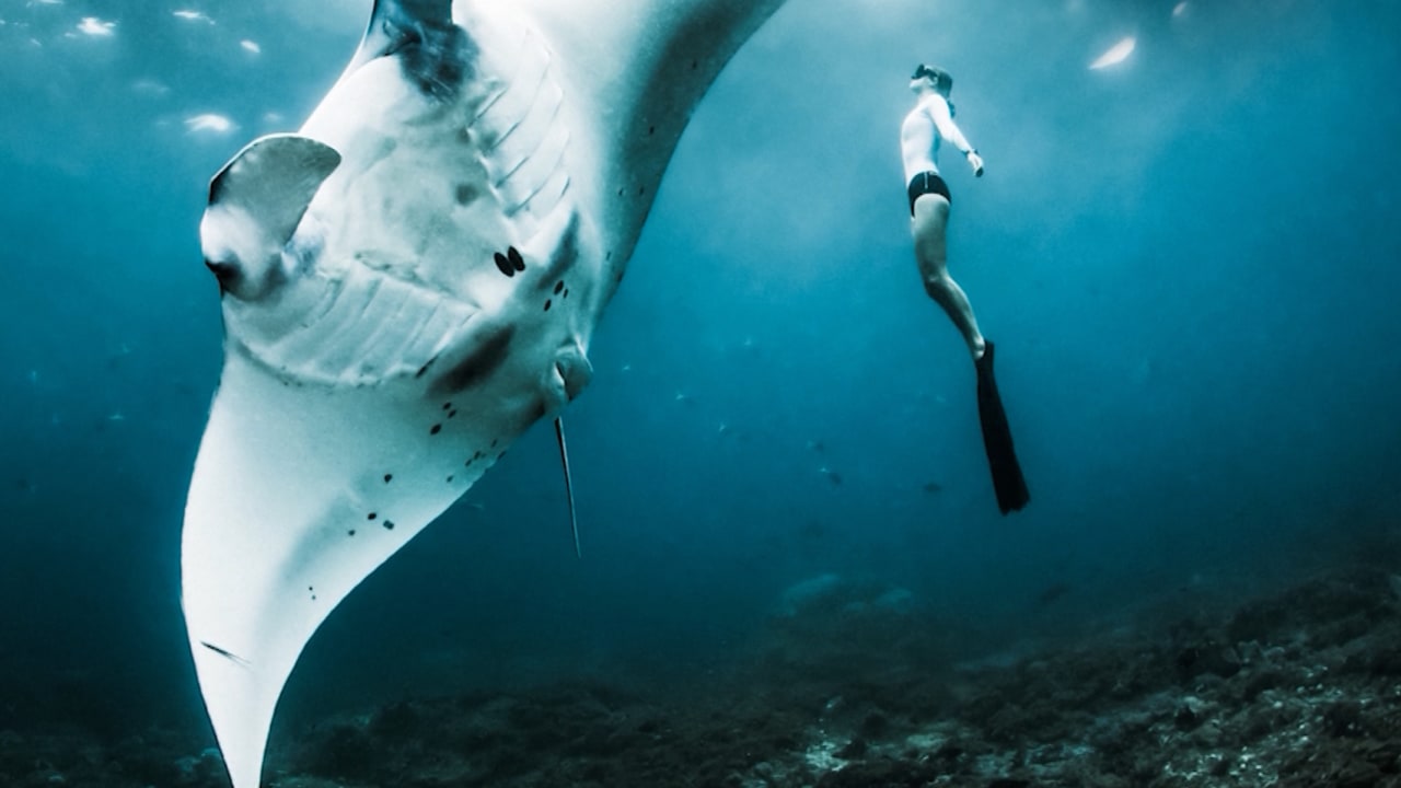 السباحة في البحار الشفافة.. مصور سينمائي يوثق قصصا رائعة من المحيطات