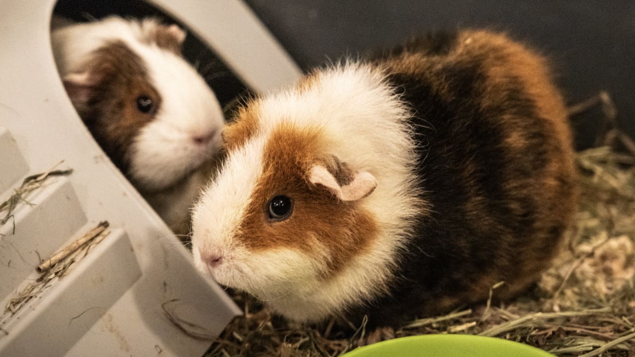 مفاجأة غير متوقعة.. العثور على ضعف ما أبُلغ عنه من عدد حيوانات "خنزير غينيا" محتجزة في منزل أمريكي