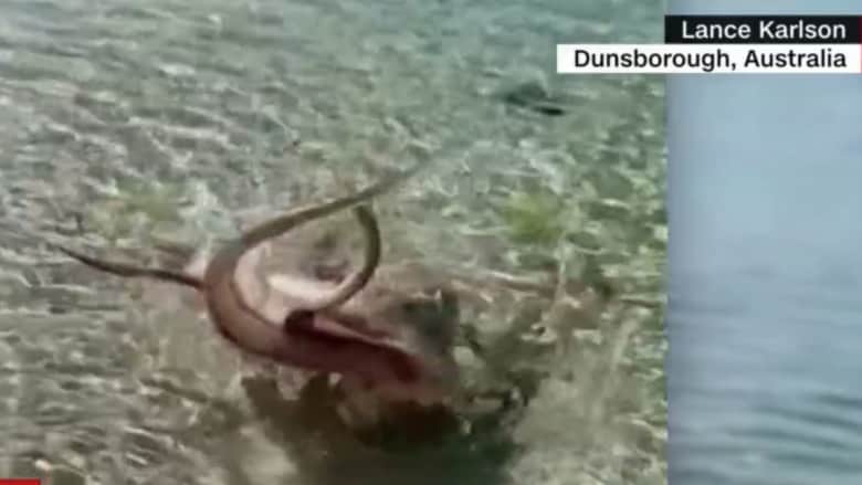 شاهد.. أخطبوط "غاضب" يهاجم رجلا ويلتف حول رقبته على شواطىء أستراليا