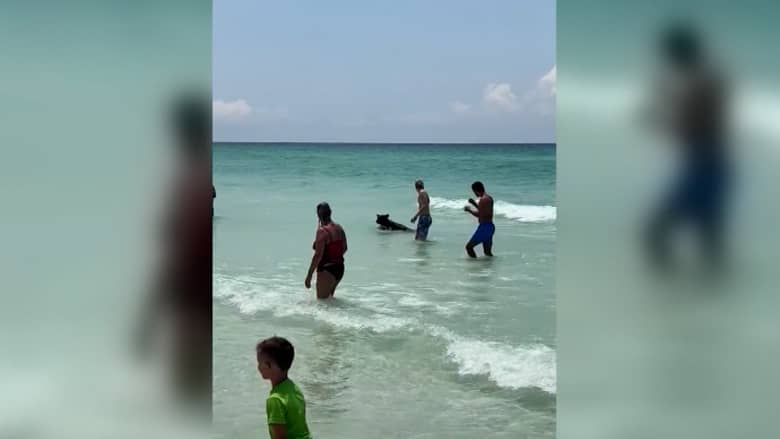 شوهد وهو يركب الأمواج.. كاميرا ترصد دبًا أسودًا يسبح في خليج المكسيك