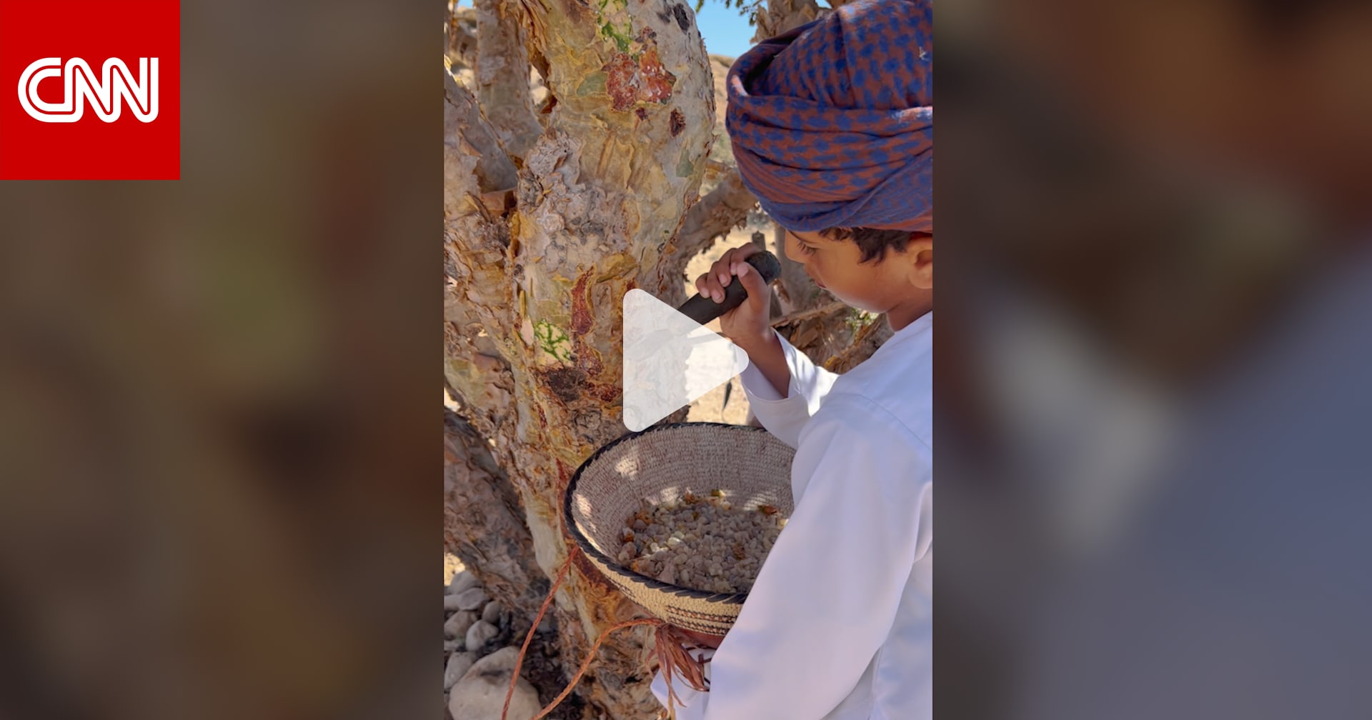 حظيت شجرته بالقدسية بين الحضارات القديمة.. مصور يوثق استخراج اللبان في