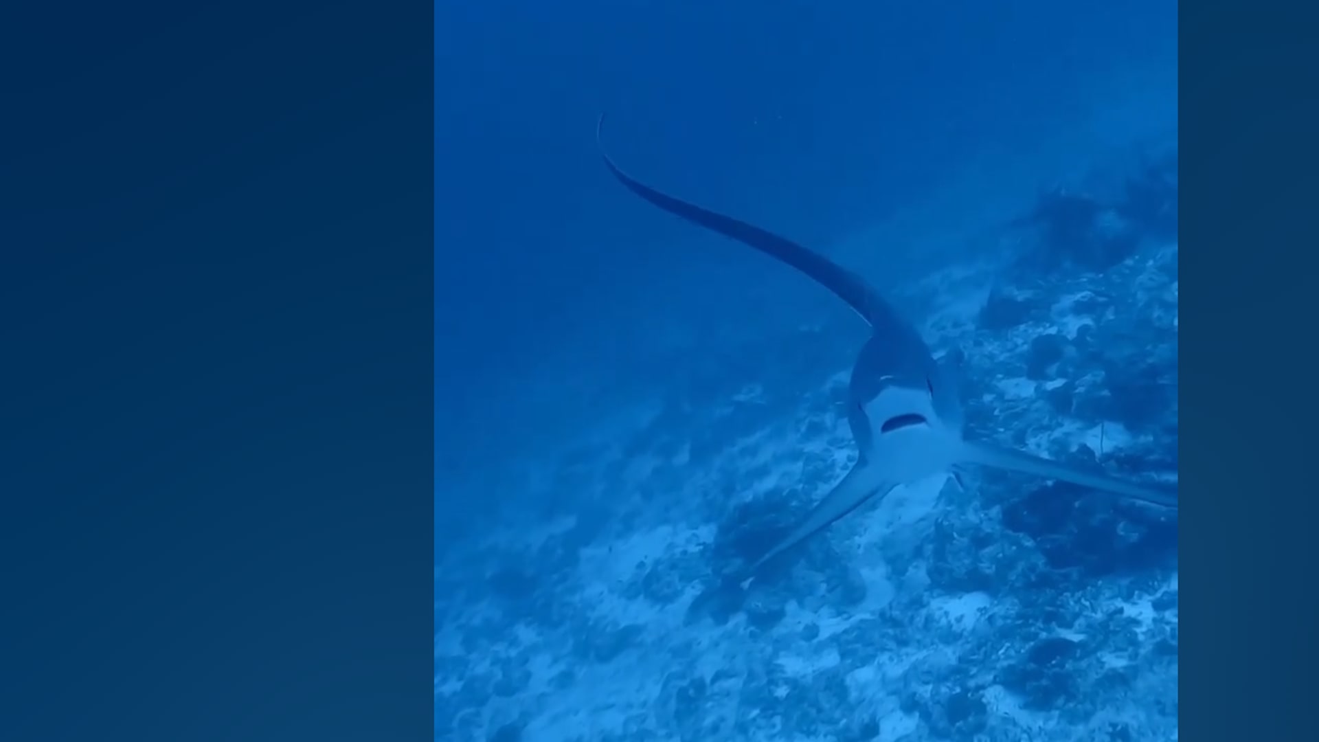 تبدو مُتفاجِئة طوال الوقت..مصور يوثق سمكة قرش طريفة في المالديف 1 تبدو مُتفاجِئة طوال الوقت..مصور يوثق سمكة قرش طريفة في المالديف