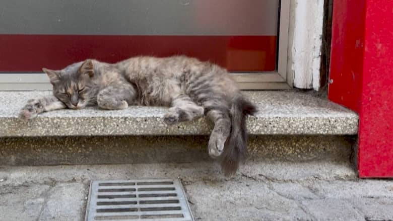 أكثر من 90٪ من القطط التي تعيش في قبرص قد تنفق في الأسابيع القليلة القادمة .. ما السبب؟