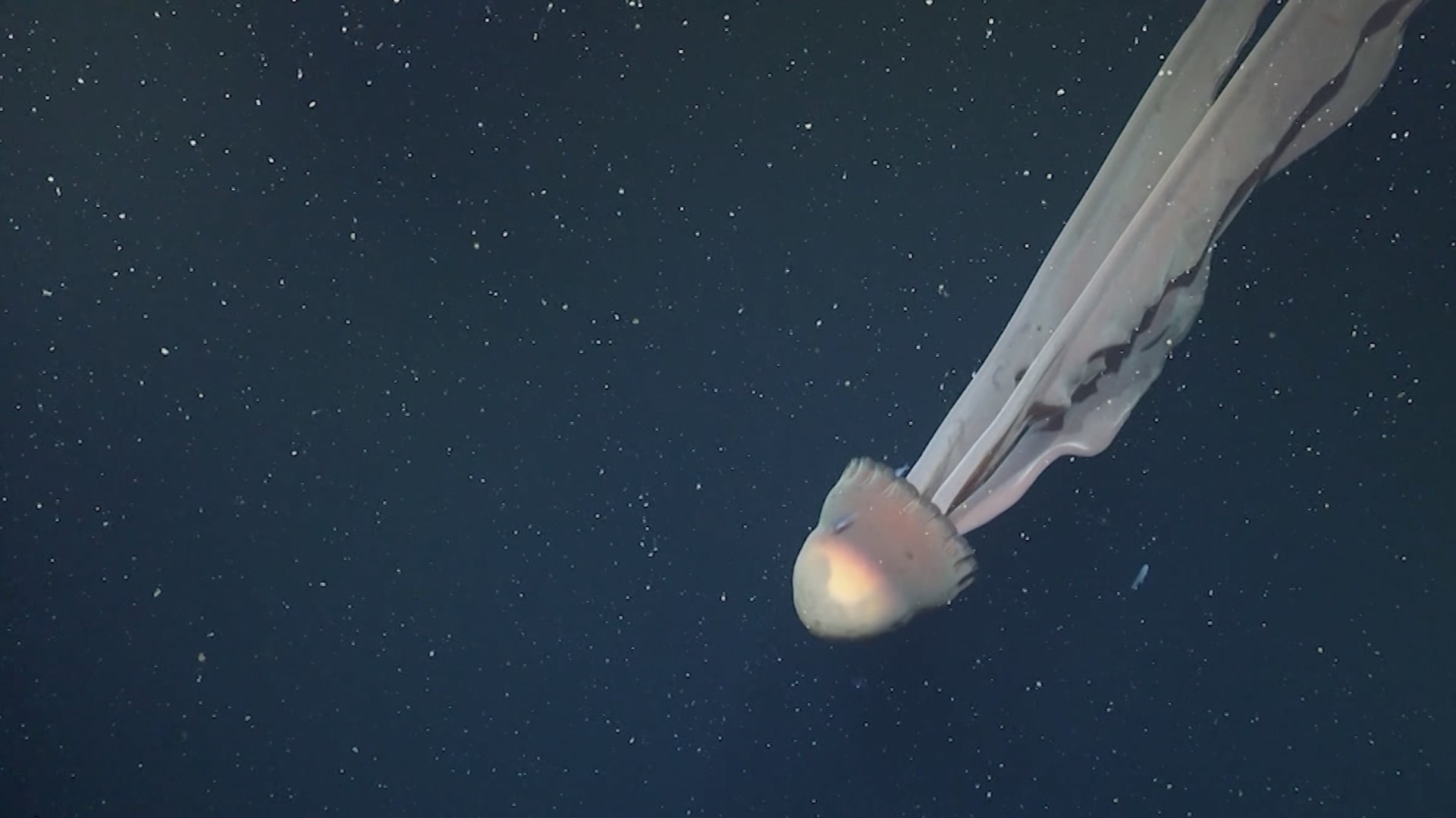 ينمو بطول حافلة مدرسية..علماء يرصدون ظهورًا نادرًا لقنديل البحر الشبح